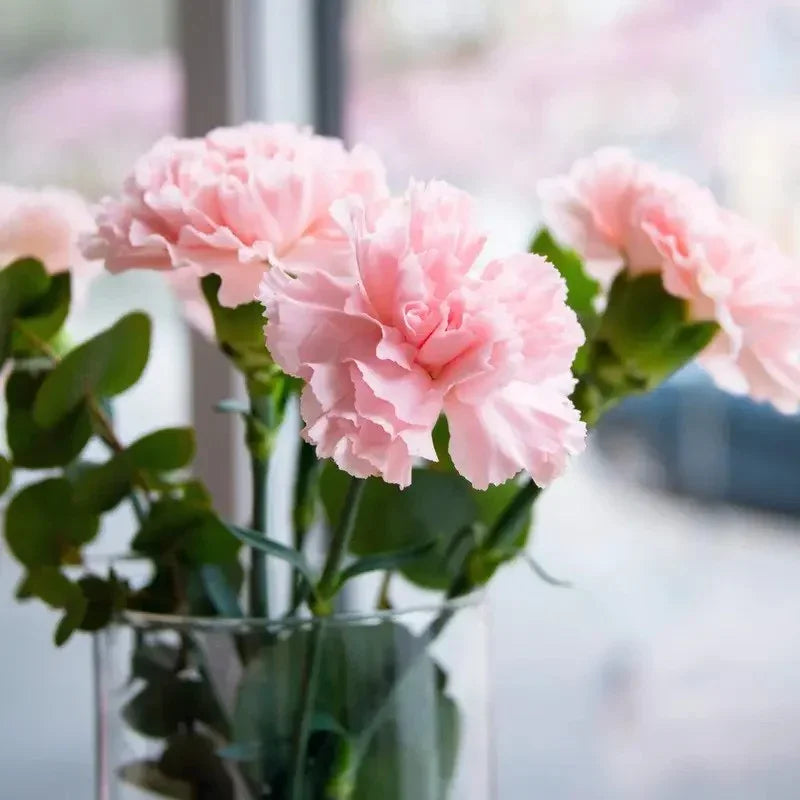 Pink carnations in a clear vase with blurred background