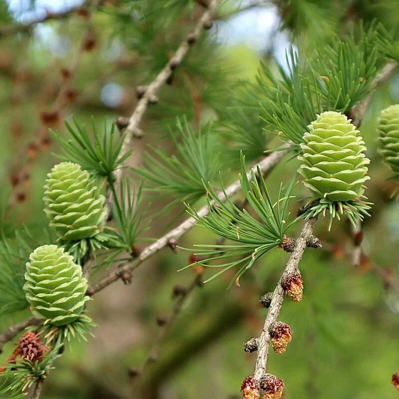 25 European Larch Tree Seeds – Larix decidua