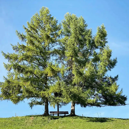 25 European Larch Tree Seeds – Larix decidua