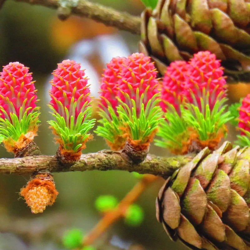 25 European Larch Tree Seeds – Larix decidua