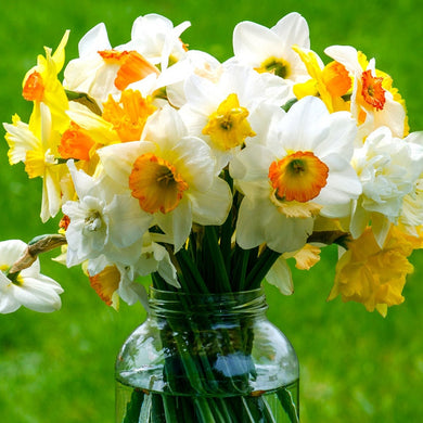 10 Large Bulbs Daffodil - Mix