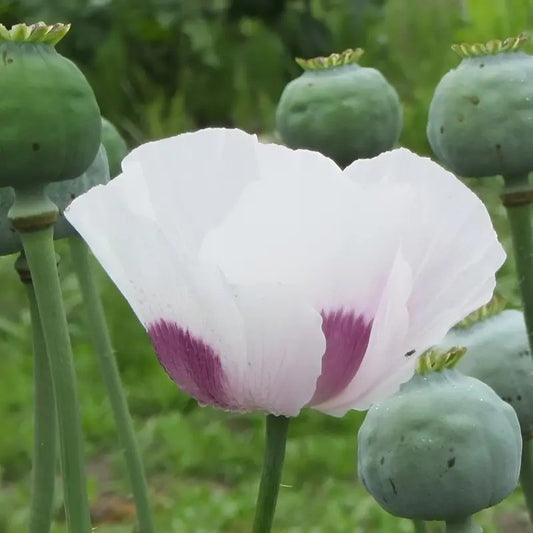 White and purple flower with green opium poppy pods in the background