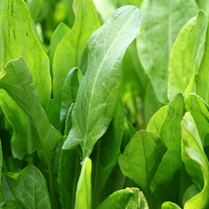 Large Leaf Sorrel (Rumex acetosa) growing with vibrant green leaves, ideal for herb gardens, salads, and edible leafy greens. Seed World