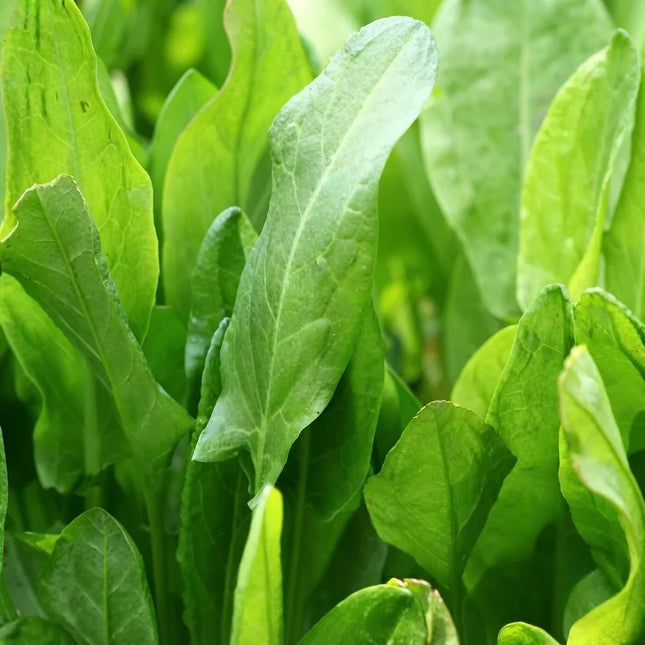 1,000 Large Leaf Sorrel Seeds – product image 1