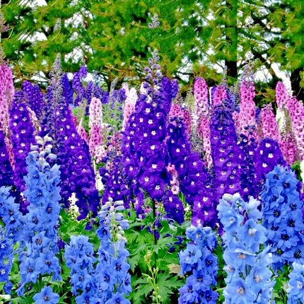 600 Larkspur Rocket Imperial Mix Seeds