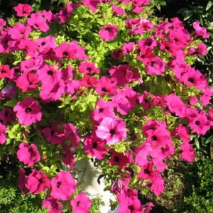 200 Laura Bush Petunia Seeds - Mix