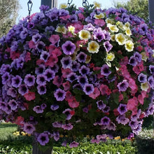 200 Laura Bush Petunia Seeds - Mix