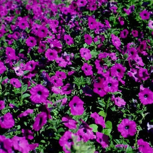 200 Laura Bush Petunia Seeds - Mix