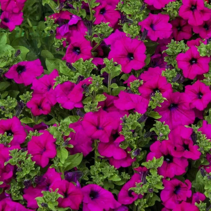 Close-up of bright pink flowers with green leaves