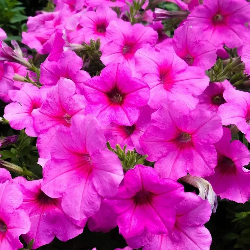 Close-up of vibrant pink petunia flowers with a blurred green background