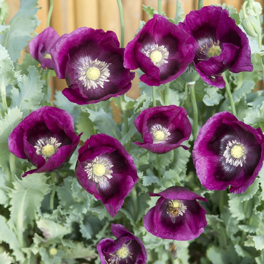 Cluster of Lauren’s Grape Poppy blooms with lush green foliage