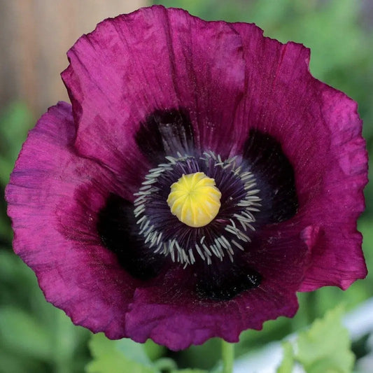 Close-up of Lauren’s Grape Poppy showing deep plum purple petals and yellow center