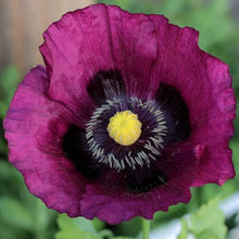 Close-up of Lauren’s Grape Poppy showing deep plum purple petals and yellow center