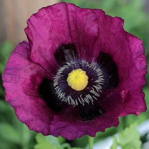 Close-up of Lauren’s Grape Poppy showing deep plum purple petals and yellow center