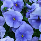 Lavender Blue