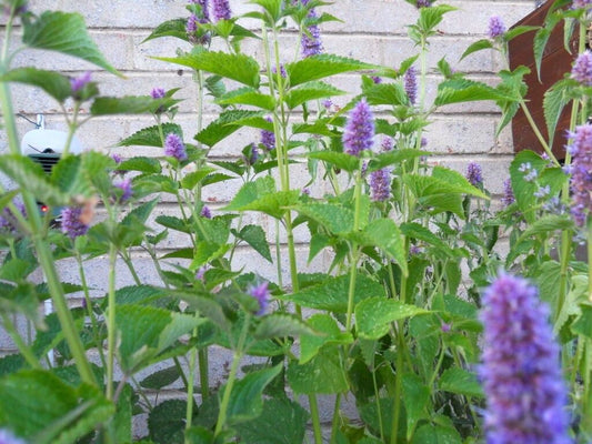100 Licorice Mint - Certified Organic Seeds