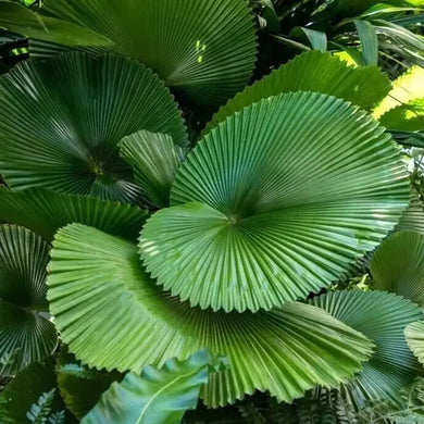 5 Ruffled Fan Palm Seeds - Licuala Grandis