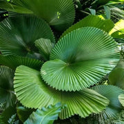 5 Ruffled Fan Palm Seeds - Licuala Grandis