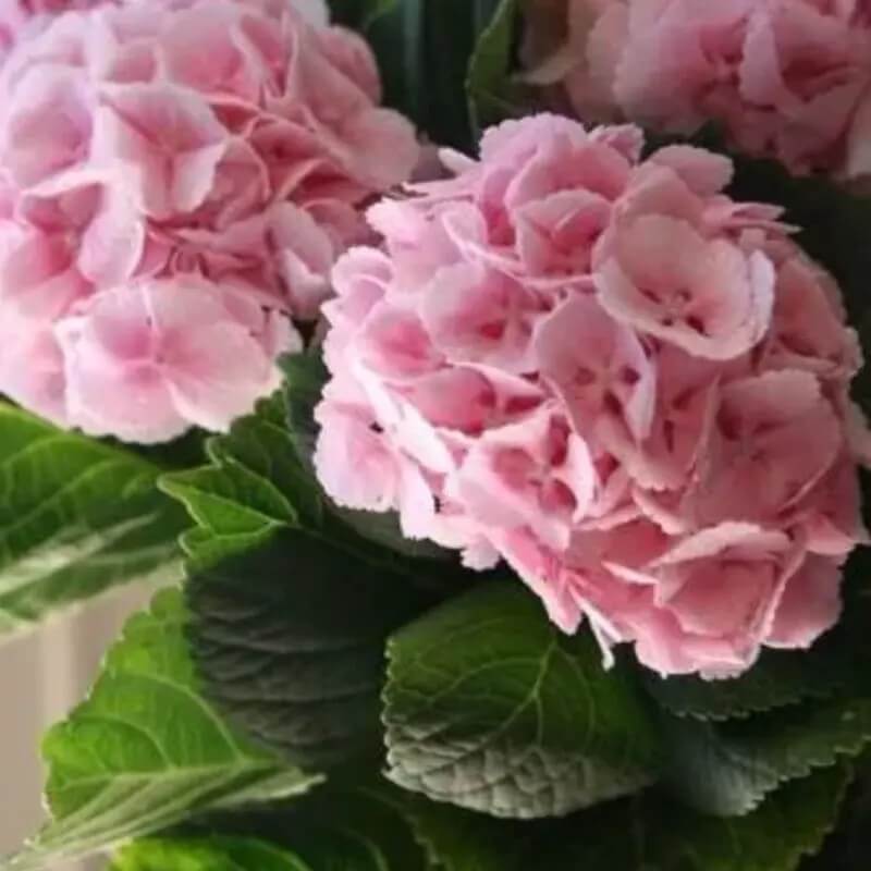 5 Hydrangea Seeds – Garden-Ready Perennial Beauty