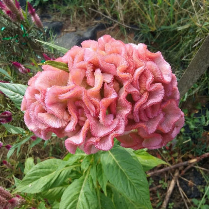 Light Pink Brain Celosia flower with large ruffled crested bloom. Seed World