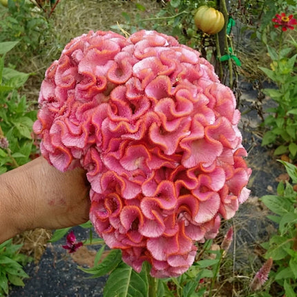 Light Pink Brain Celosia with large ruffled pink crested bloom. Seed World