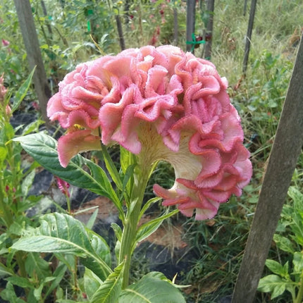 Light Pink Brain Celosia flower with large ruffled pink cockscomb bloom. Seeds World