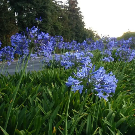 10 Lily of the Nile – Blue Agapanthus Seeds