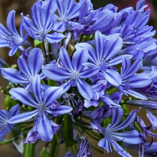 10 Lily of the Nile – Blue Agapanthus Seeds