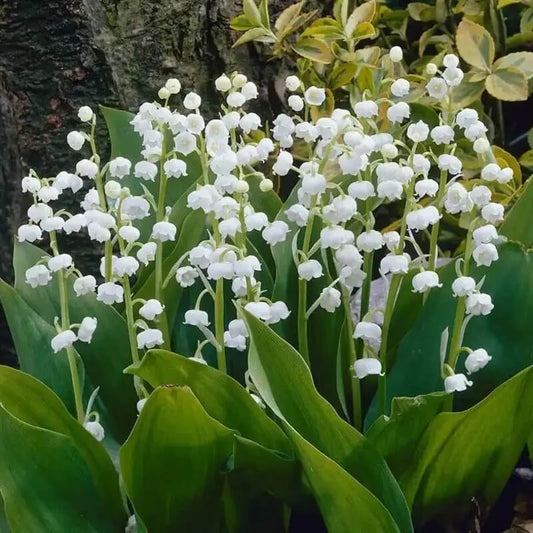Fragrant Lily of the Valley – Bare Root Pips | Easy-Grow Perennial