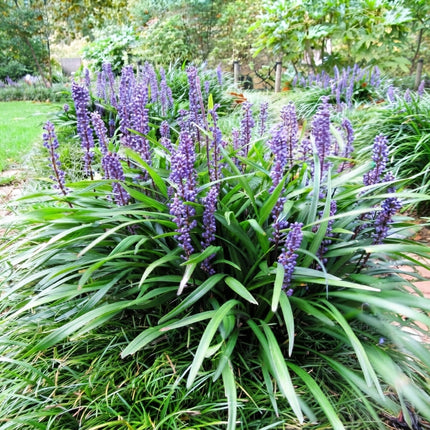 Big Blue Lilyturf plants with vibrant purple flower spikes and lush evergreen foliage, ideal for garden borders, ground cover, and low-maintenance landscaping. Seed World