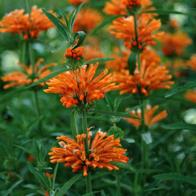 50 Lion’s Ear (Leonotis leonurus) Seeds