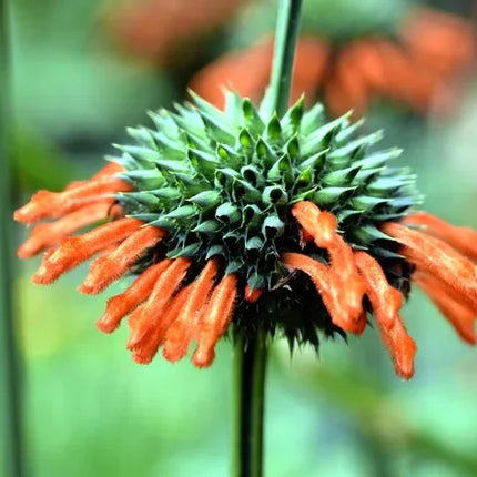 50 Lion’s Ear (Leonotis leonurus) Seeds