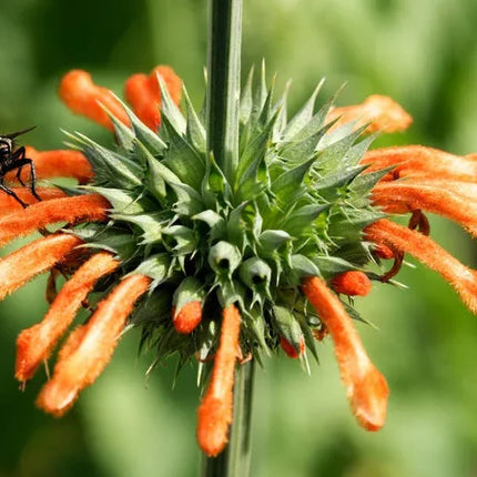 50 Lion’s Ear (Leonotis leonurus) Seeds
