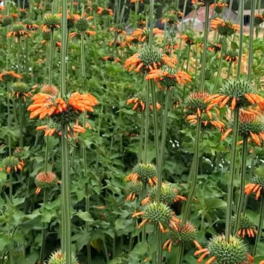 50 Lion’s Ear (Leonotis leonurus) Seeds