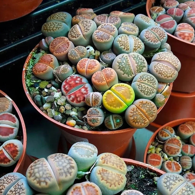 Lithops Living Stones Mix in colorful succulent pots, perfect for indoor plant collections, rock gardens, and succulent enthusiasts. Seed World