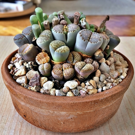 50 Rare Lithops Mix Succulent Seeds – Living Stone Plant Collection