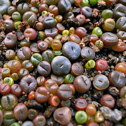 50 Rare Lithops Mix Succulent Seeds – Living Stone Plant Collection