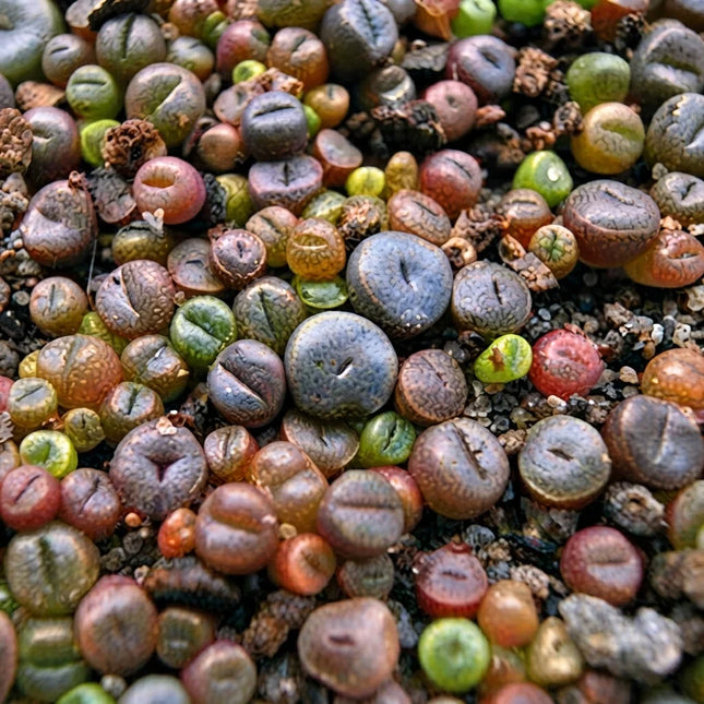 50 Rare Lithops Mix Succulent Seeds – Living Stone Plant Collection