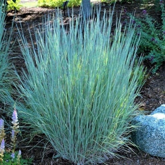 1000 Little Blue Stem Grass Seeds