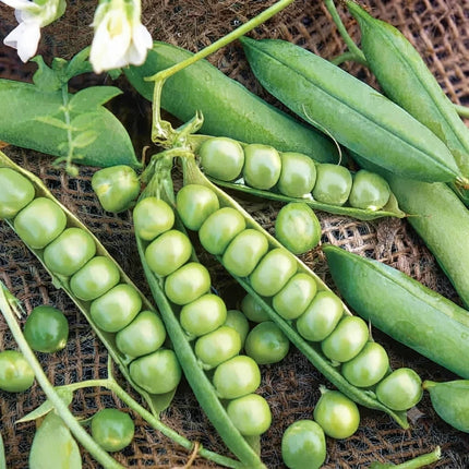 Little Marvel Pea pods filled with sweet green peas, perfect for home vegetable gardens, fresh harvests, and spring planting. Seed World