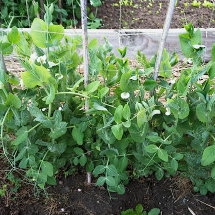 20 Little Marvel Pea Seeds – Dwarf Sweet Garden Peas