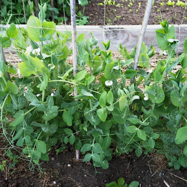 20 Little Marvel Pea Seeds – Dwarf Sweet Garden Peas