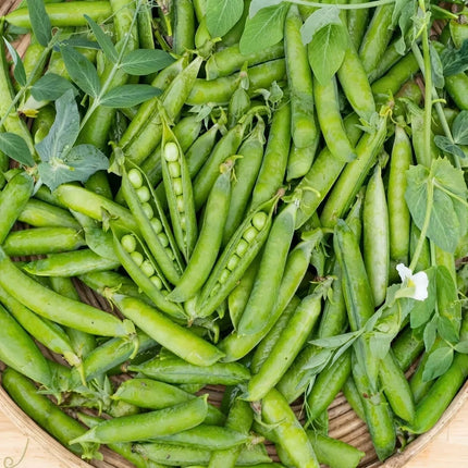 20 Little Marvel Pea Seeds – Dwarf Sweet Garden Peas