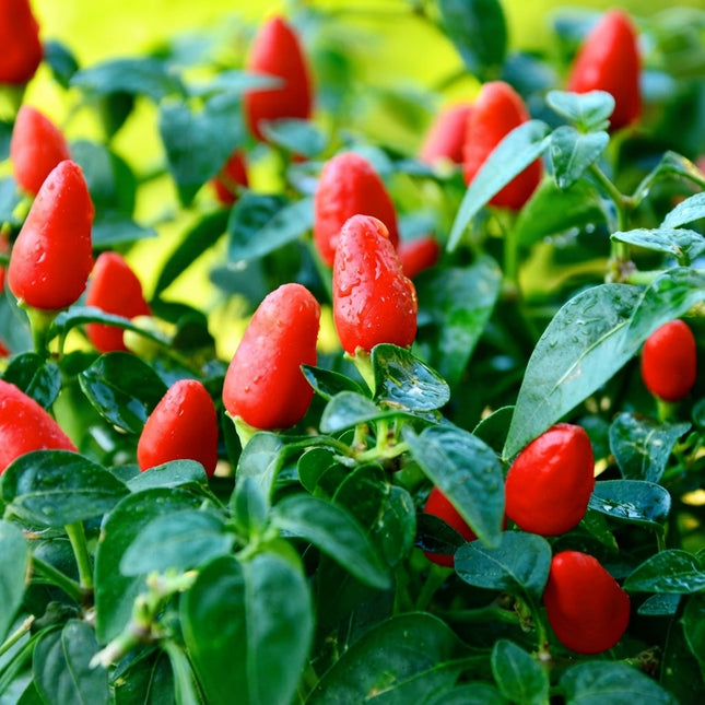 Little Elf Hot Pepper Seeds – Compact Ornamental Chili Pepper Plant with Bright Red Peppers, Ideal for Containers, Patio Gardens and Home Vegetable Gardens. Seeds World