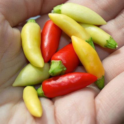 25 Little Elf Ornamental Hot Pepper Seeds