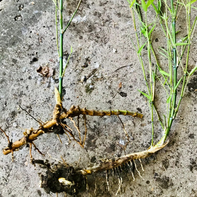 Live Bamboo Culm with Root/Rhizome Starter Plant