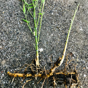 Live Bamboo Culm with Root/Rhizome Starter Plant