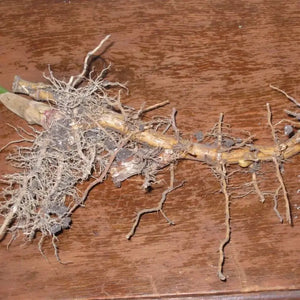 1 Live Bamboo Roots – Fast-Growing Privacy & Landscaping Solution