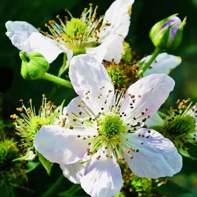 2 Live Blackberry Plants – 3” Pots, Sweet & Juicy, Ready to Grow!