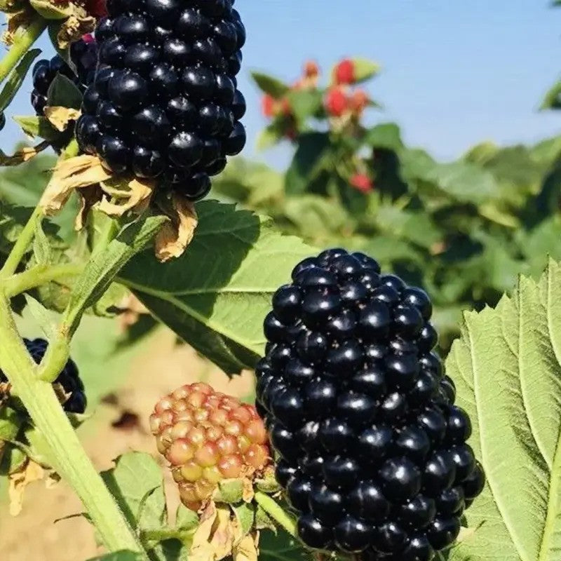 2 Live Blackberry Plants – 3” Pots, Sweet & Juicy, Ready to Grow!